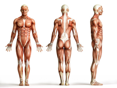 Muscles covered by circuit training