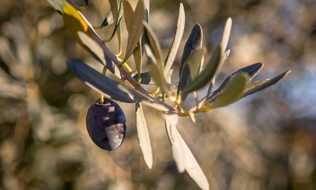 Vitamins in Olive Oil