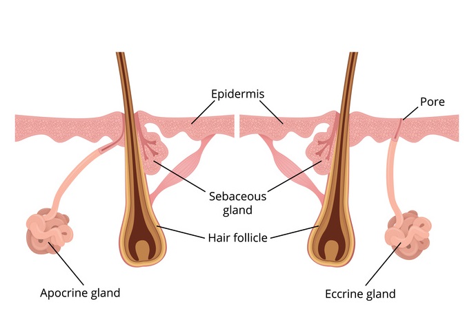 Sweat Glands Cross Section