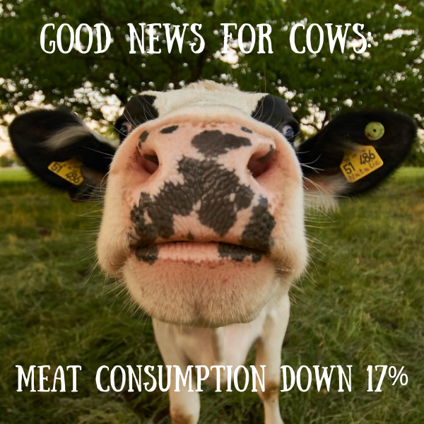 17% reduction in meat consumption is great news for cows