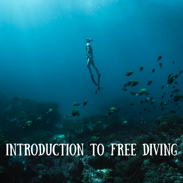 Introduction to Free Diving