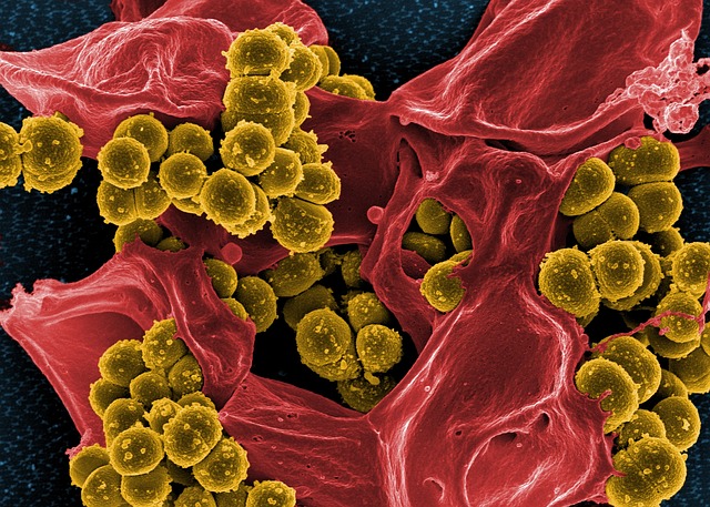 Cold Gut Microbes
